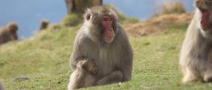 Japanmakaken (Macaca fuscata) im Highland Wildlife Park. Ein ausgebüxter Affe sorgt in den schottischen Highlands für Aufregung. Ein Japanmakak war am Wochenende (27./28.01.2024) aus dem Highland Wildlife Park entkommen und mehrere Kilometer entfernt im Dorf Kincraig gesichtet worden. 
