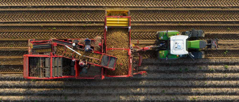 Ein Landwirt erntet mit einem Roder Kartoffeln auf einem Feld (Aufnahme mit einer Drohne).