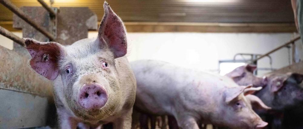Schweine im Mastbetrieb in einem niedersächsischen Stall (Archivbild vom 06.01.2023).