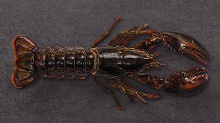 Kanadischer Hummer, mit der High Pressure Methode verarbeitet.