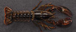 Kanadischer Hummer, mit der High Pressure Methode verarbeitet.