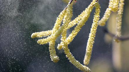 Berlin: Pollen der Hasel fliegen durch eine Parkanlage.