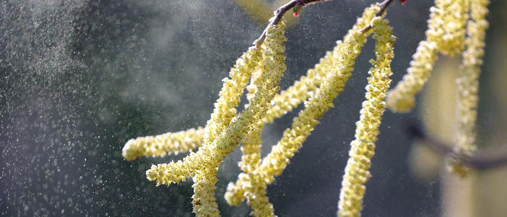 Berlin: Pollen der Hasel fliegen durch eine Parkanlage.