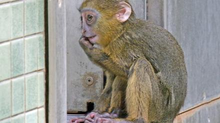Eulenkopfmeerkatzen-Nachwuchs im Zoo Berlin