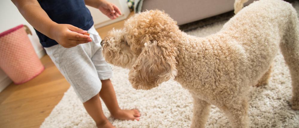 Kinder, die mit Hunden aufwachsen, sind körperlich aktiver als Kinder ohne Hund. Ein australisches Forschungsteam hat nun herausgefunden, dass erst die Anschaffung des Tieres Kinder dazu veranlasst, sich im Alltag mehr zu bewegen.