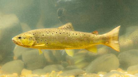 Die Fischbestände in deutschen Gewässern sind bedroht, wie die aktuelle Rote Liste des Bundesamts für Naturschutz zeigt. Auch die Bachforelle ist davon betroffen.