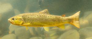 Die Fischbestände in deutschen Gewässern sind bedroht, wie die aktuelle Rote Liste des Bundesamts für Naturschutz zeigt. Auch die Bachforelle ist davon betroffen.