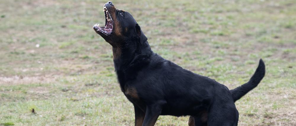 Ein junger Rottweiler beim Sicherheitstraining der Polizei.