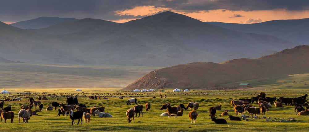 Ziegenherden und Jurten in der Provinz Gobi-Altai in der Mongolei.