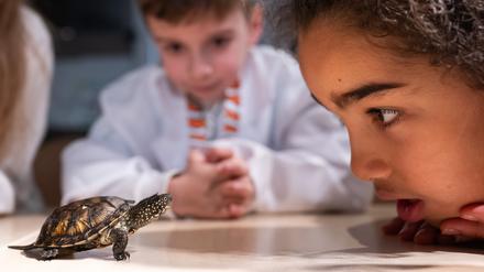 Meeresbotschafterin Aliyah schaut sich während der Vermessung von Schildkrötenbabys aus der Art der europäischen Sumpfschildkröten vor ihrem Einzug in das Aquarium des Sea Life Centre Berlin eine kleine Schildkröte ganz genau an.