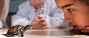 Meeresbotschafterin Aliyah schaut sich während der Vermessung von Schildkrötenbabys aus der Art der europäischen Sumpfschildkröten vor ihrem Einzug in das Aquarium des Sea Life Centre Berlin eine kleine Schildkröte ganz genau an.