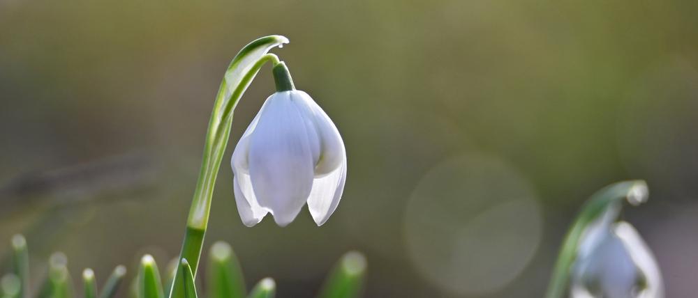 Schneeglöckchen leuchten im Englischen Garten in München in der Sonne. 