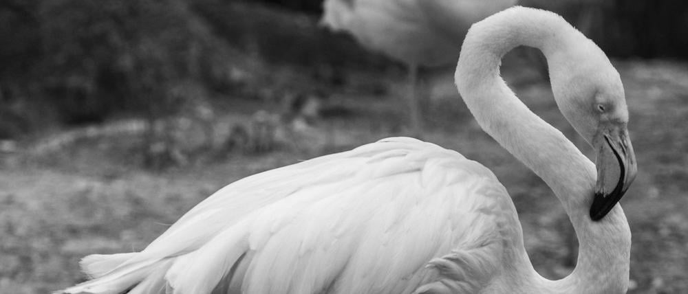 Ingo Flamingo ist tot