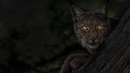 200 Jahre nach seiner Ausrottung ist der Luchs wieder in Deutschland anzufinden.