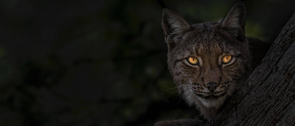 200 Jahre nach seiner Ausrottung ist der Luchs wieder in Deutschland anzufinden.