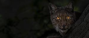 200 Jahre nach seiner Ausrottung ist der Luchs wieder in Deutschland anzufinden.