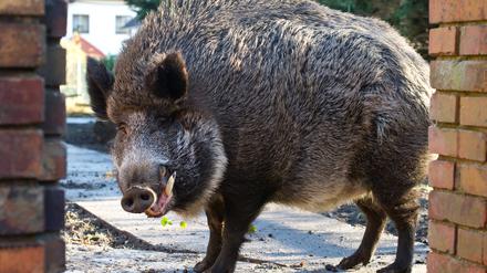 Wildschwein. (Symbolbild)