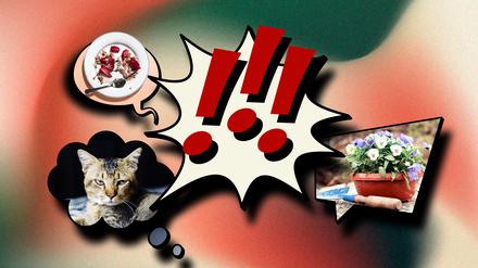 Katzen, Garten, Witze – und Hetze. Familienchats sind zum Aggregator jener Dinge geworden, die man nicht auch noch hätte wissen müssen.