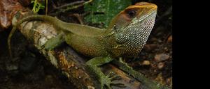 In einem Dschungelreservat in Peru hat eine Gruppe von Wissenschaftlern eine neue Eidechsenart entdeckt und sie zu Ehren des Leadsängers der britischen Heavy-Metal-Band Iron Maiden auf den Namen Bruce Dickinson getauft.