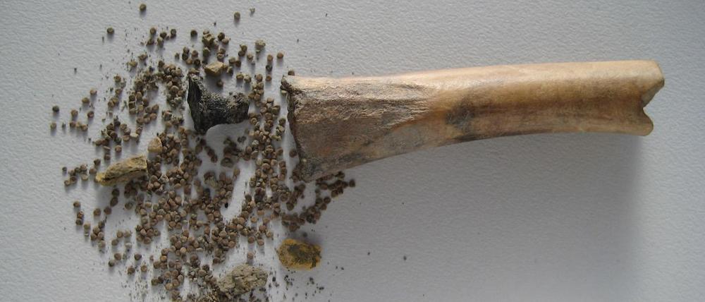 Ausgehöhlter Tierknochen mit Samen des Bilsenkrauts.