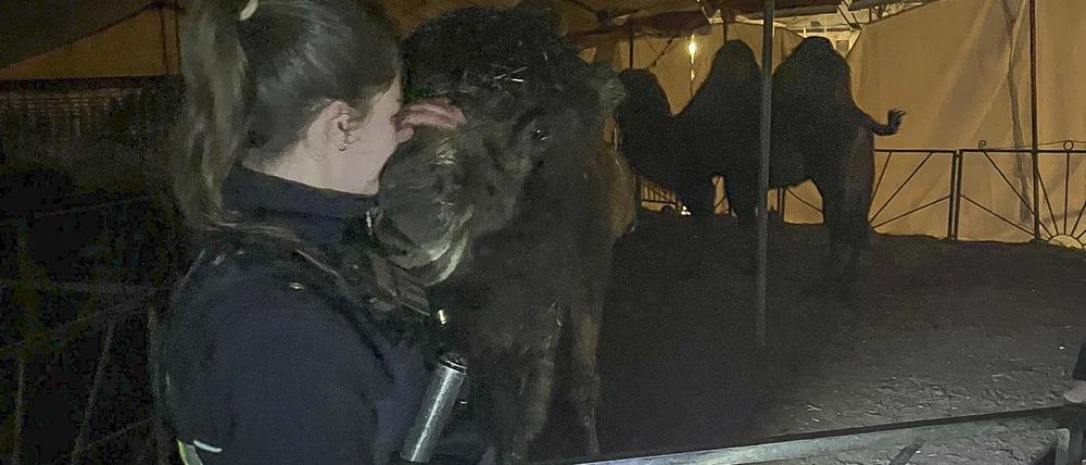 Eine Polizistin streichelt eines der drei Kamele, die in Lüdenscheid in der Nacht ausgebüxt sind.