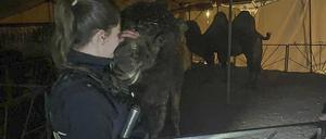Eine Polizistin streichelt eines der drei Kamele, die in Lüdenscheid in der Nacht ausgebüxt sind.