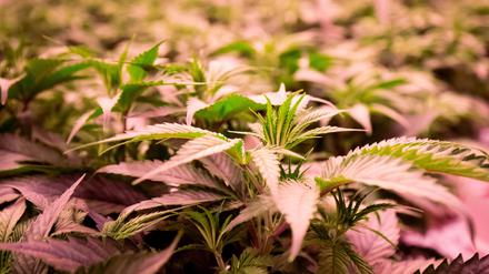 ARCHIV - 06.01.2021, Schleswig-Holstein, Neumünster: Cannabisplanzen stehen im Blühraum einer Produktionsanlage von Aphira für medizinisches Cannabis.  (zu dpa: «Langjähriger Jugendrichter warnt bei Cannabis vor Angstmacherei») Foto: Christian Charisius/dpa +++ dpa-Bildfunk +++
