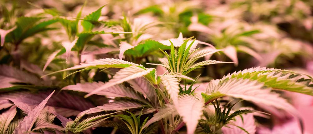 ARCHIV - 06.01.2021, Schleswig-Holstein, Neumünster: Cannabisplanzen stehen im Blühraum einer Produktionsanlage von Aphira für medizinisches Cannabis. (zu dpa: «Langjähriger Jugendrichter warnt bei Cannabis vor Angstmacherei») Foto: Christian Charisius/dpa +++ dpa-Bildfunk +++