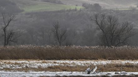 ARCHIV - 03.02.2023, Brandenburg, Criewen: Gebiete wie der Nationalpark Unteres Odertal sind nach Angaben des Umweltministeriums besonders als Schutzgebiete mit strengen Bestimmungen geeignet.  (zu dpa: «Brandenburg hat nur wenige Flächen mit strengem Schutz gemeldet») Foto: Jens Kalaene/dpa +++ dpa-Bildfunk +++