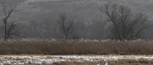ARCHIV - 03.02.2023, Brandenburg, Criewen: Gebiete wie der Nationalpark Unteres Odertal sind nach Angaben des Umweltministeriums besonders als Schutzgebiete mit strengen Bestimmungen geeignet. (zu dpa: «Brandenburg hat nur wenige Flächen mit strengem Schutz gemeldet») Foto: Jens Kalaene/dpa +++ dpa-Bildfunk +++