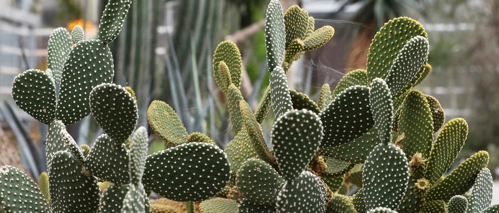 Voll romantisch: Kakteen statt Rosen