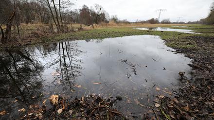 Wiesen in und um Potsdam, hier im Kirchsteigfeld, stehen teils seit Wochen unter Wasser. 