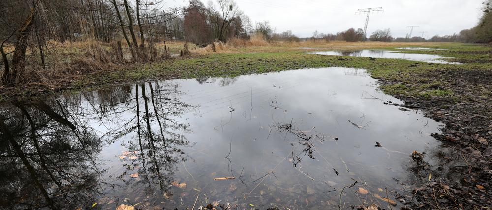 Wiesen in und um Potsdam, hier im Kirchsteigfeld, stehen teils seit Wochen unter Wasser. 