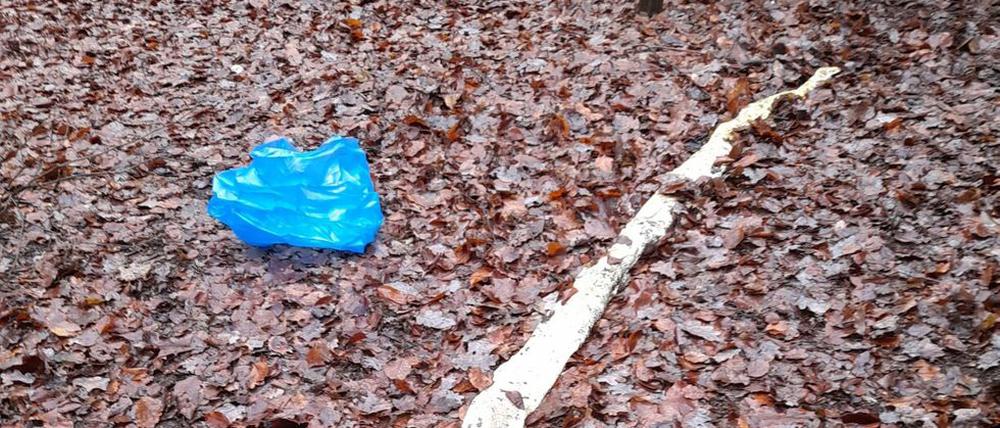 Tigerpython in Neukölln entdeckt.