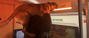 Sprengstoffspürhündin „Smilla“ wird geschultert vom Diensthundeführer der Bundespolizei zum Einsatz an der oberen Gepäckablage im ICE gebracht.