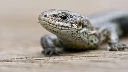 Genetisch in hohem Maß verwandt, denkt aber grundsätzlich anders. Eine hessische Zauneidechse (Lacerta agilis). 