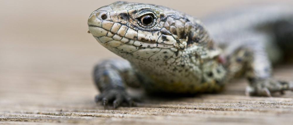 Genetisch in hohem Maß verwandt, denkt aber grundsätzlich anders. Eine hessische Zauneidechse (Lacerta agilis).