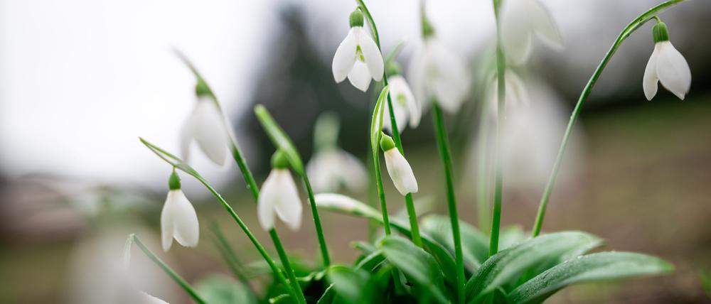 Schneeglöckchen blühen im Kaiserpark in Oberhausen. Der Februar ist zu warm.