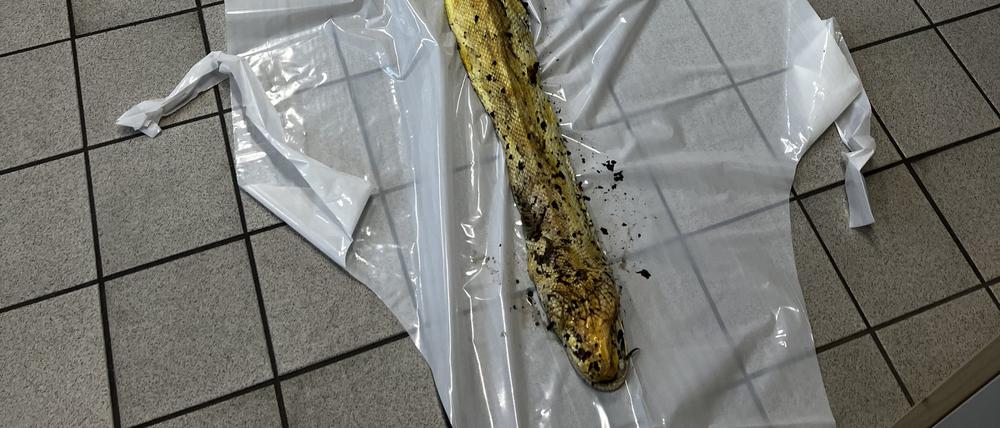 Eine Schlange, die tot in der Hasenheide in Berlin-Neukölln gefunden wurde, liegt ausgebreitet auf einem Fußboden in der Veterinärmedizin des Bezirksamts.
