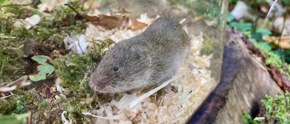 Endlich mal ein Tier, das doch nicht ausgestorben ist: 60 Jahre lang galt die Bayerische Kurzohrmaus als verschwunden. Nun ging sie Biologen in die Falle.