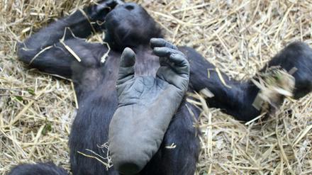 Ein westlicher Flachland-Gorilla im Züricher Zoo. Szene aus "Der unsichtbare Zoo" von Romuald Karmakar.