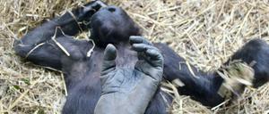 Ein westlicher Flachland-Gorilla im Züricher Zoo. Szene aus "Der unsichtbare Zoo" von Romuald Karmakar.