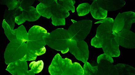 Glühwürmchen-Petunien können dank der Gene einer Leuchtpilz-Art biolumineszieren.