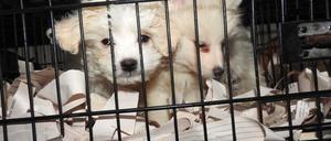 Welpen in Gefangenschaft.