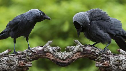 Westliche Dohle Coloeus monedula, Europ√§ische Dohle auf einem Ast sitzend in der Vorw√§rts Droh Haltung, den K√∂rper waagerecht haltend und den Kopf nach vorne sto√üend sowie in defensiver, drohender Haltung, der Vogel senkt Kopf und Schnabel, spreizt den Schwanz und str√§ubt das Gefieder, digitales Komposit *** Western Dohle Coloeus monedula , European Dohle at a Ast sitting in the Forward Threat Posture, the Body horizontal holding and the Head to front sto√üend and in more defensive, threatening Posture, the Vogel lowers Head and Beak, spreads the Dick and ruffles the Plumage, digitales Composite Copyright: imageBROKER/alimdix/xArterra ibltsm09213871.jpg Bitte beachten Sie die gesetzlichen Bestimmungen des deutschen Urheberrechtes hinsichtlich der Namensnennung des Fotografen im direkten Umfeld der Ver√∂ffentlichung