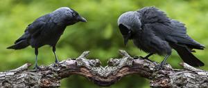 Westliche Dohle Coloeus monedula, Europ√§ische Dohle auf einem Ast sitzend in der Vorw√§rts Droh Haltung, den K√∂rper waagerecht haltend und den Kopf nach vorne sto√üend sowie in defensiver, drohender Haltung, der Vogel senkt Kopf und Schnabel, spreizt den Schwanz und str√§ubt das Gefieder, digitales Komposit *** Western Dohle Coloeus monedula , European Dohle at a Ast sitting in the Forward Threat Posture, the Body horizontal holding and the Head to front sto√üend and in more defensive, threatening Posture, the Vogel lowers Head and Beak, spreads the Dick and ruffles the Plumage, digitales Composite Copyright: imageBROKER/alimdix/xArterra ibltsm09213871.jpg Bitte beachten Sie die gesetzlichen Bestimmungen des deutschen Urheberrechtes hinsichtlich der Namensnennung des Fotografen im direkten Umfeld der Ver√∂ffentlichung