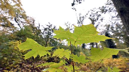 Auf einem  Rundgang mit Förster Johannes Herweg und Hund Winz durch den Potsdamer Wildpark.