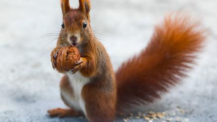 Eichhörnchen sind häufig in der Nähe von Walnussbäumen zu beobachten. 