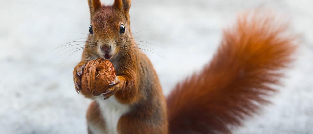 Eichhörnchen sind häufig in der Nähe von Walnussbäumen zu beobachten.