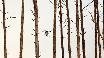 Neuer Wald aus der Luft: Saatgutabwurf per Drohne soll Wiederaufforstung nach Waldbrand befördern.